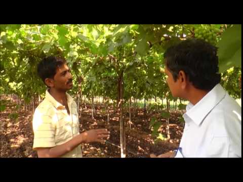 Organic Biofertilizer For Grapes