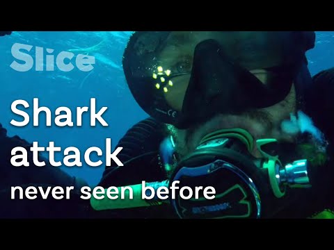 Shark attack in Deep Sea Corals of Polynesia | SLICE