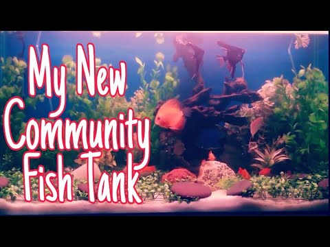 MY FIRST COMMUNITY FISH TANK |  DISCUS FISH , BLACK GHOST, PLATY FISH, GUPPY FISH,BETTA FISH