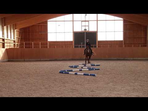 Pferde mit Stangenarbeit clever trainieren - Teil 2