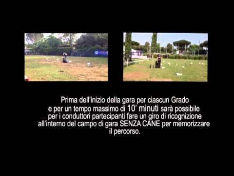 Rally Obedience CSEN - Introduzione al regolamento