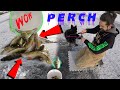 Video Thumbnail for Ice Fishing Frenzy! SO MANY PERCH! / Crazy Perch Fishing! / 2021 Early Ice Saskatchewan!