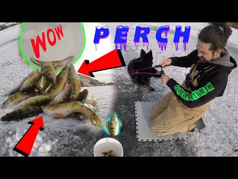 Ice Fishing Frenzy! SO MANY PERCH! / Crazy Perch Fishing! / 2021 Early Ice Saskatchewan!