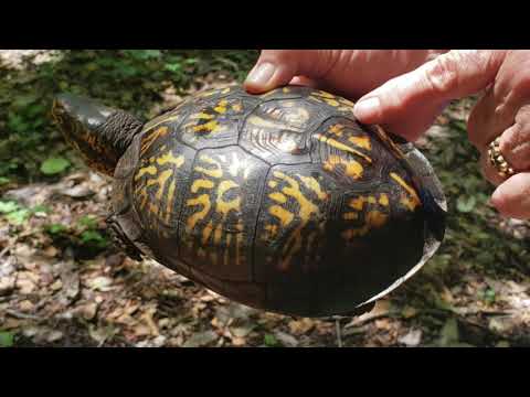 All About Eastern Box Turtles