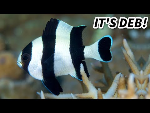 Blacktail Humbug Facts: DEB and FLO from Finding Nemo 🐠