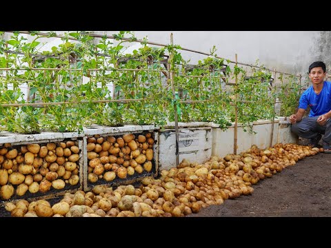 Wish I knew about these high yield potato growing methods at home sooner Let s explore