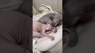 エモすぎ兄妹猫スルタンとアレクサ【スフィンクス】