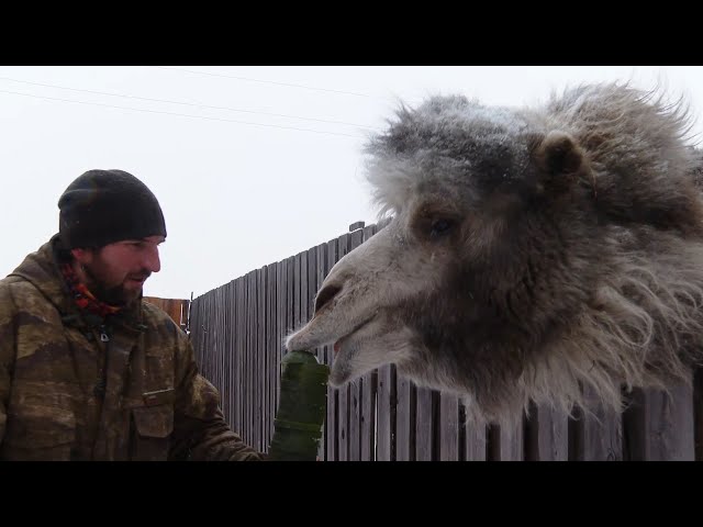 Ангарчане помогли зоопарку «Лапки»