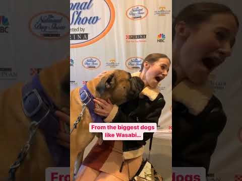 NBC’s National Dog Show Press Preview