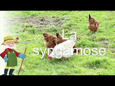 , title : 'Poules en danger : La syngamose : une maladie parasitaire des poules'