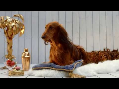 SIOO:X Holzschutz Dackel