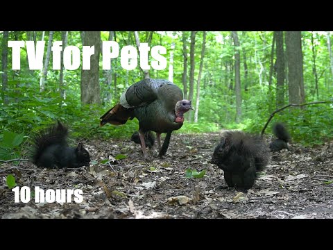 Forest Animals in Harmony - 10 Hour Relaxing CAT TV for Pets and People to Watch - July 15, 2024