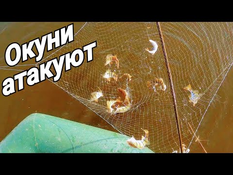 Фото Рыбалка на паук! Нашёл скопление окуня! Рыба на каждом забросе! Паук снова не подвёл! Рыбалка 2020!