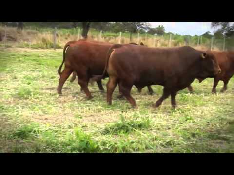 Lote 2 - Machos Adultos BRANGUS • Remate "El Histórico - Paraguay" • 26/10/15