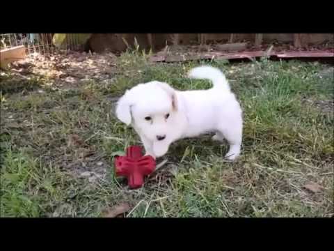 Hundegarten Serres e.V. - Maria