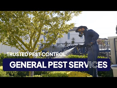 General Pest Services | Trusted Pest Control | Sydney Pest Crew