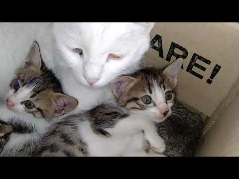 Mother Cat Has Changed Her Behavior She's Feeding Her Kittens Again After Weaning