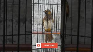 Download lagu Cucak wilis gacor #shrots mp3