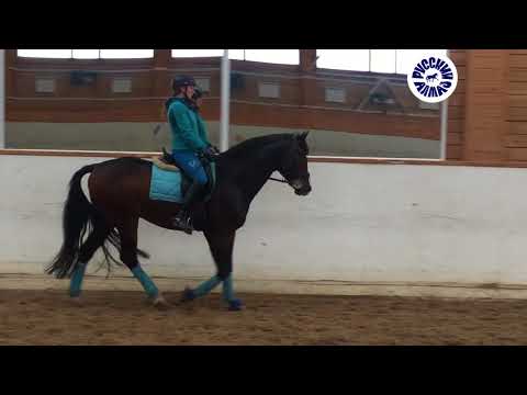 FEDLI 2013 dressage stallion by Feedback