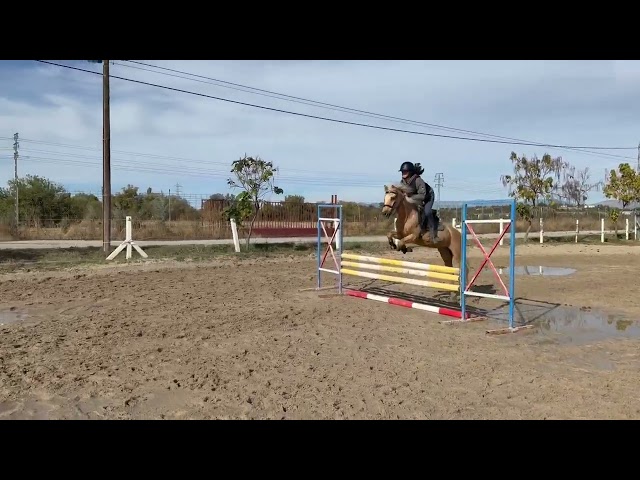 Gelding Welsh Pony (Section C) For sale 2008 Palomino