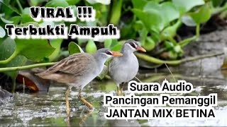 Download lagu 🔴 Suara Pikat Burung Tikusan Alis Putih !!! Jantan Mix Betina Memang Ampuh Buat Pancingan Pemanggil mp3
