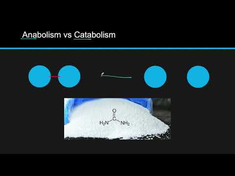 IB Biology 2.1 Review