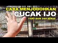 CARA MENJODOHKAN CUCAK IJO TERNAK CUCAK IJO