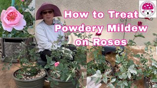 How to Treat Powdery Mildew on Roses|Evelyn’s California Garden and Home|#rosegarden