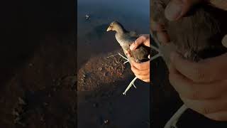 Download lagu Melepaskan burung mandar batu ke alam bebas mp3 Download lagu Melepaskan burung mandar batu ke alam bebas mp3