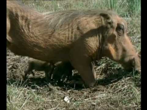 Król Lew - guźce - napisy PL