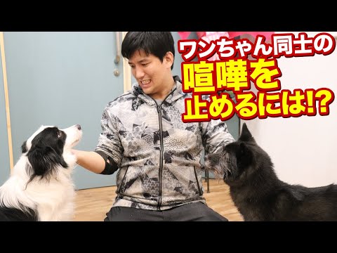 犬の喧嘩を終わらせる方法