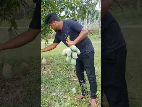 mango garden #nature #reels #hashtag #shorts #shortvideo #trendingshorts