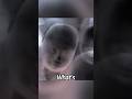 Full Version A Man S Stomach Is Pregnant Movie Films FutureLink