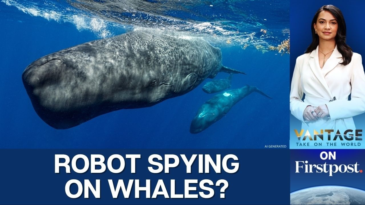 Can an Underwater Robot Track Sperm Whale Conversations in Real Time? | Vantage on Firstpost | 4K