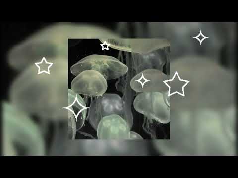 ✦ A Jellyfish Playlist~