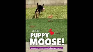 Video preview image #1 Chihuahua-Unknown Mix Puppy For Sale in Corona, CA, USA