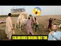 First Time Stallion Horse Breeding Real Mating Process Revealed