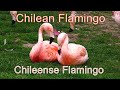 Chilean Flamingo Chiliflamingo