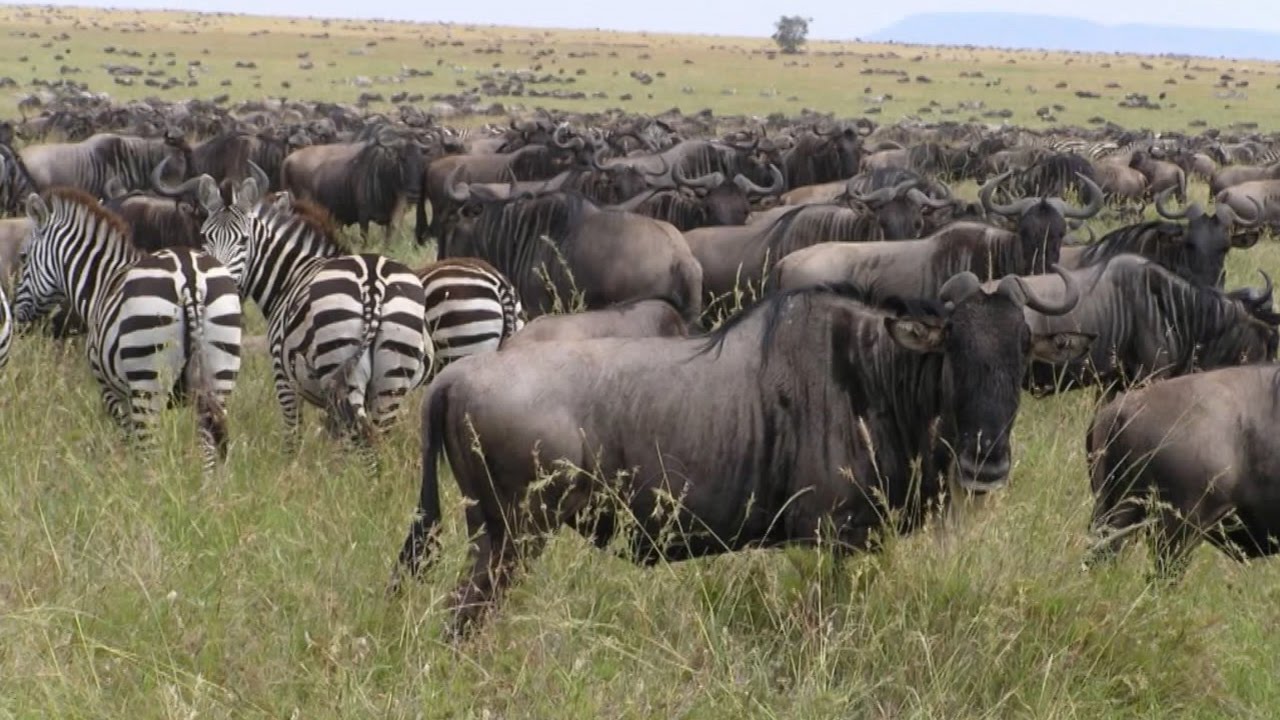 Archive: The Future of Conservation: Lessons From the Past and the Need for Rewilding of Ecosystems