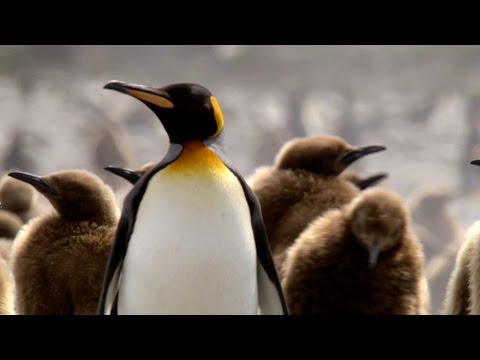 King penguins feed their neighbours chicks - Animal Super Parents: Episode 3 - BBC