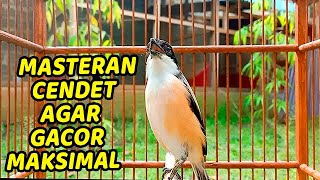 Download lagu 100% PASTI NYAUT..!! CENDET STRESS PUN AKAN NYAUT APALAGI MASTERAN CENDET PASTI BAKAL NARUNG DIJAMIN mp3