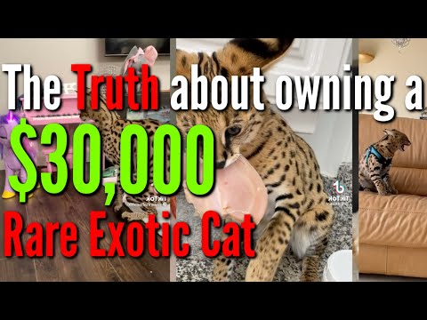THE TRUTH about owning a Savannah Cat: The Most Expensive Pet in the world!!  F1 Savannah (2022)