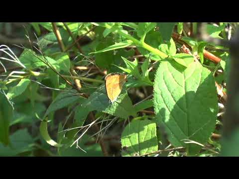 Brown Hairstreaks
