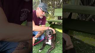 Video preview image #1 Mutt Puppy For Sale in Pasadena, CA, USA