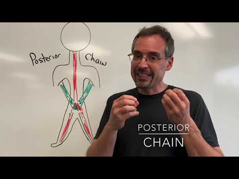 Posterior chain