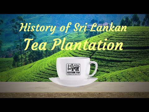 Chá do Ceilão - História da plantação de chá do Sri Lanka