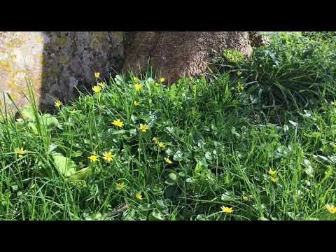 All Things are Quite Silent