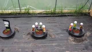Hydroponics Homemade Growing System | Kratky  Method | Chocolate Bhutlah | Nutrient Test | #1