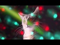 CATS RAVE