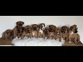 Mixed Breed dogs for sale: Domino  - Video 1